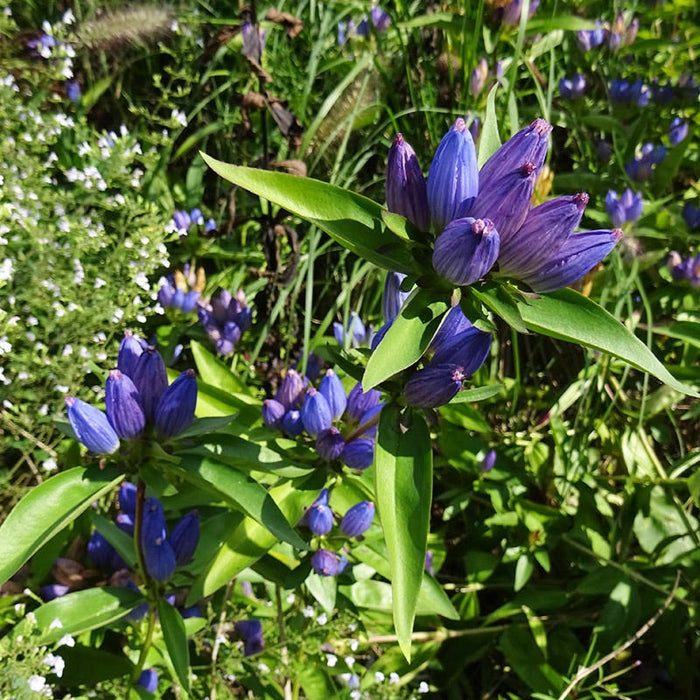 Bottle Gentian|Bottle Gentian, Gentiana andrewsii
