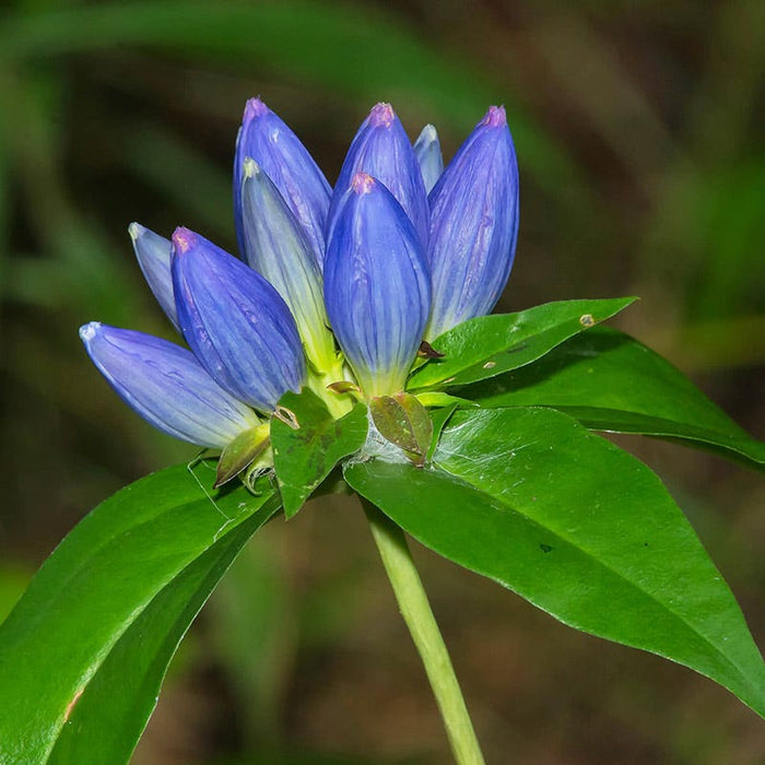 Bottle Gentian|Bottle Gentian, Gentiana andrewsii