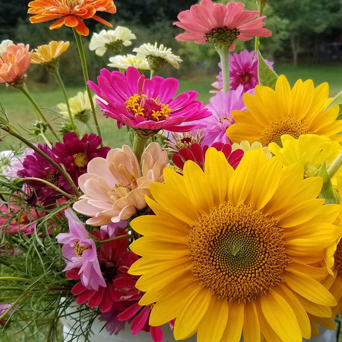 Bouquets For Days Annual Wildflower Seed Collection|Bouquet of Sunflowers, Cosmos, and Zinnia