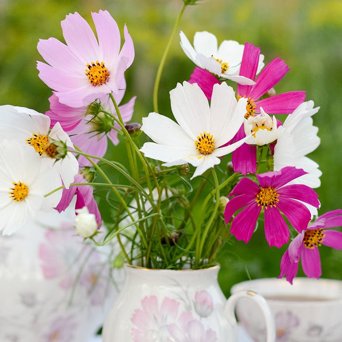 Bouquets For Days Annual Wildflower Seed Collection|Bouquet of Cosmos