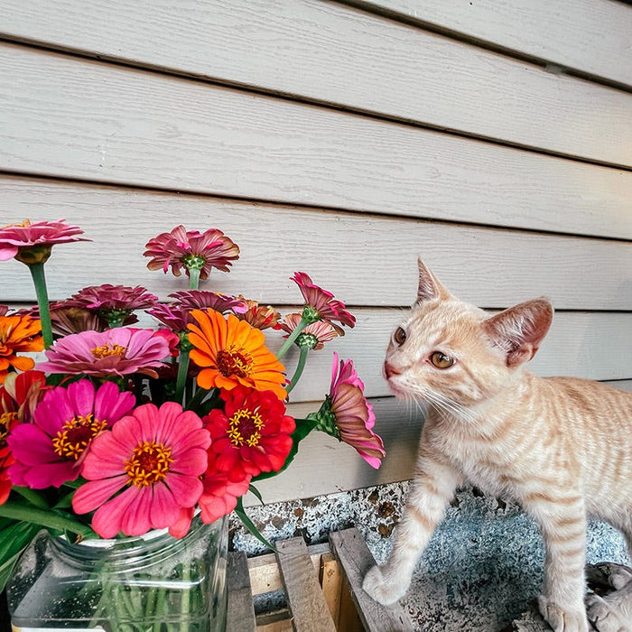 Bouquets For Days Annual Wildflower Seed Collection|Kitten sniffing Zinnia Bouquet, Customer Photo