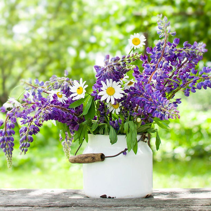 Bouquets For Days Perennial Wildflower Seed Collection|Lupine and Daisy bouquet