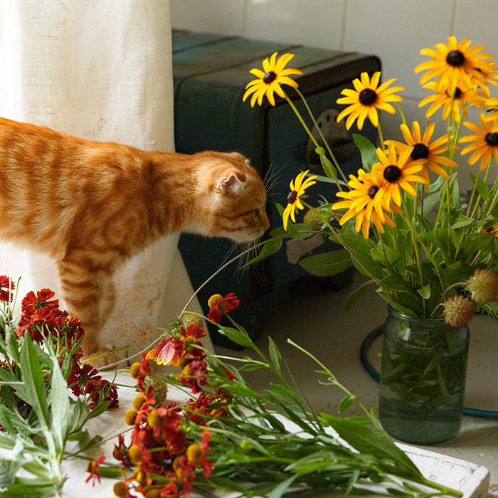 Bouquets For Days Perennial Wildflower Seed Collection|Cat sniffing bouquet of flowers, Black Eyed Susan and Blanket Flower