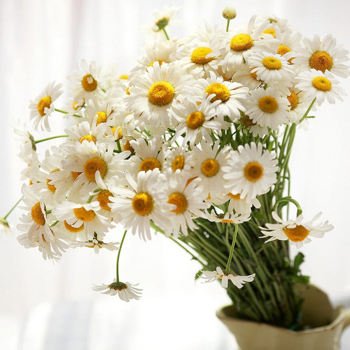 Bouquets For Days Perennial Wildflower Seed Collection|Bouquet of Shasta Daisies