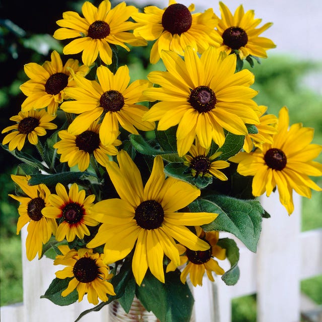 Bouquets For Days Perennial Wildflower Seed Collection|Bouquet of Black Eyed Susans
