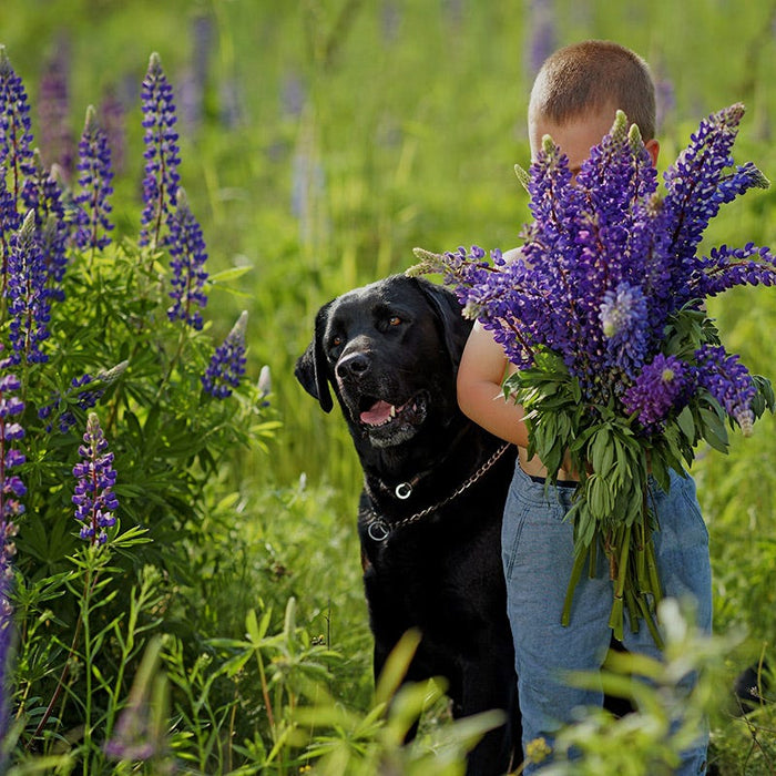 Bouquets For Days Perennial Wildflower Seed Collection|Boy and dog in Perennial Lupine field