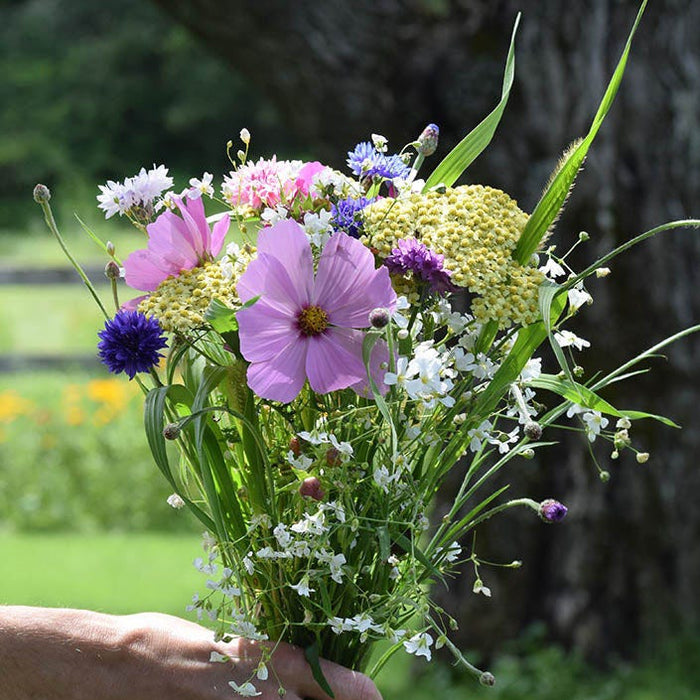 Bouquets For Days Wildflower Seed Mix|Handheld wildflower bouquet