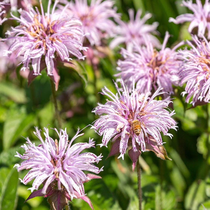 Bradbury's Bee Balm|Bradbury's Beebalm with pollinator