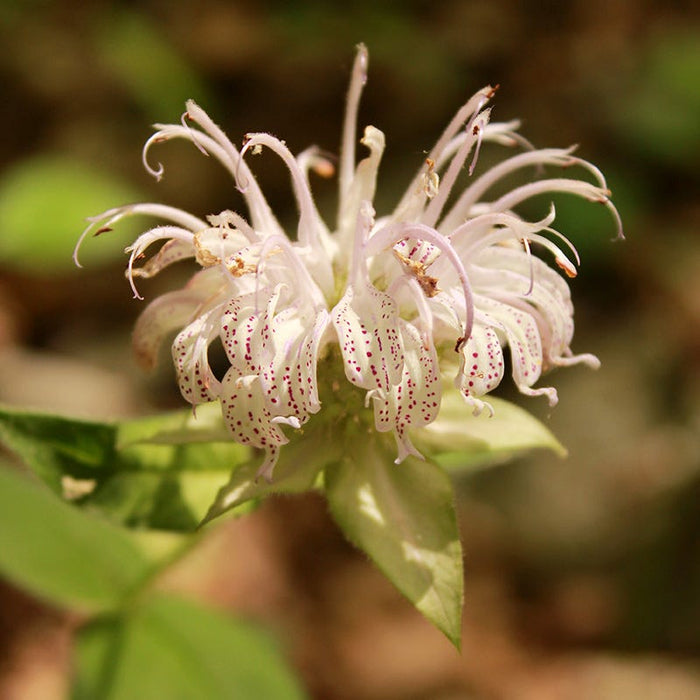 Bradbury's Bee Balm|Bradbury's Beebalm