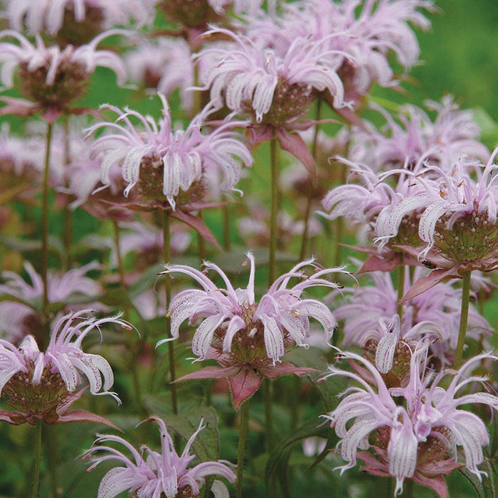 Bradbury's Bee Balm|Bradbury's Beebalm