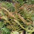 Brilliance Autumn Fern|Brillance Autumn Fern, Dryopteris erythrosora Brilliance, photo courtesy of Walter's Garden Inc.