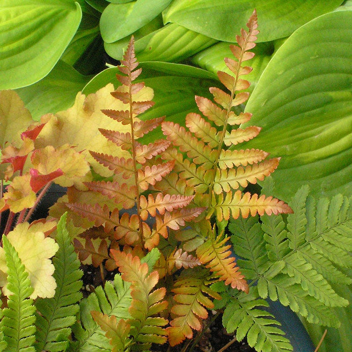 Brilliance Autumn Fern|Brillance Autumn Fern, Dryopteris erythrosora Brilliance, photo courtesy of Walter's Garden Inc.
