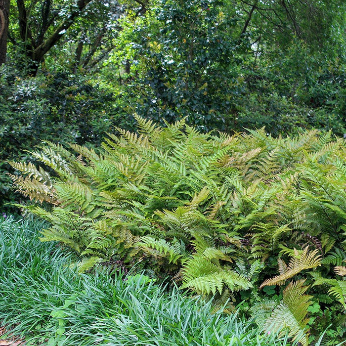 Brilliance Autumn Fern|Brillance Autumn Fern, Dryopteris erythrosora Brilliance, photo courtesy of Walter's Garden Inc.