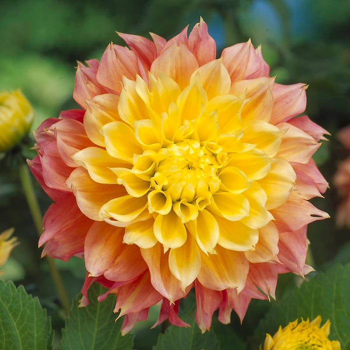 Brilliant Burst Dinner Plate Dahlia Collection|Kogana Fubuki Semi Dinner Plate Dahlia