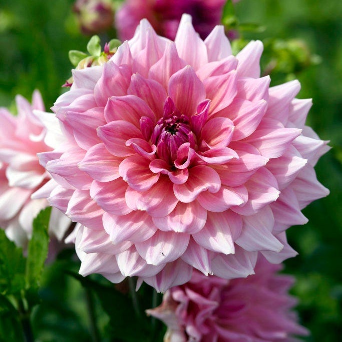 Otto's Thrill Dinner Plate Dahlia