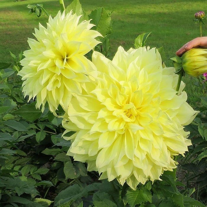 Brilliant Burst Dinner Plate Dahlia Collection|Kelvin Floodlight Dinner Plate Dahlia