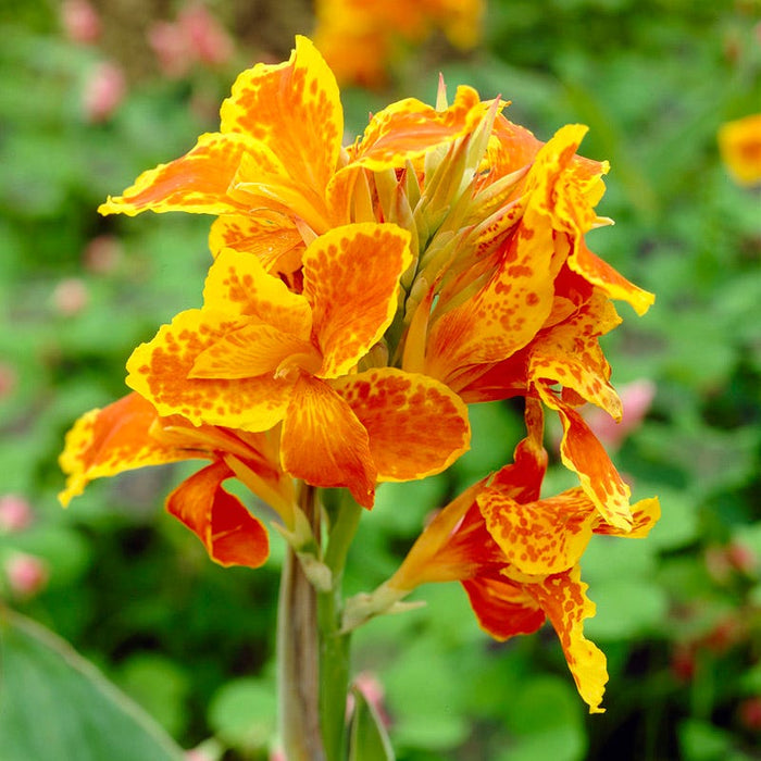 Taroudant Canna Lily|Taroudant Canna Lily, Canna Taroudant, close up of bright flowers