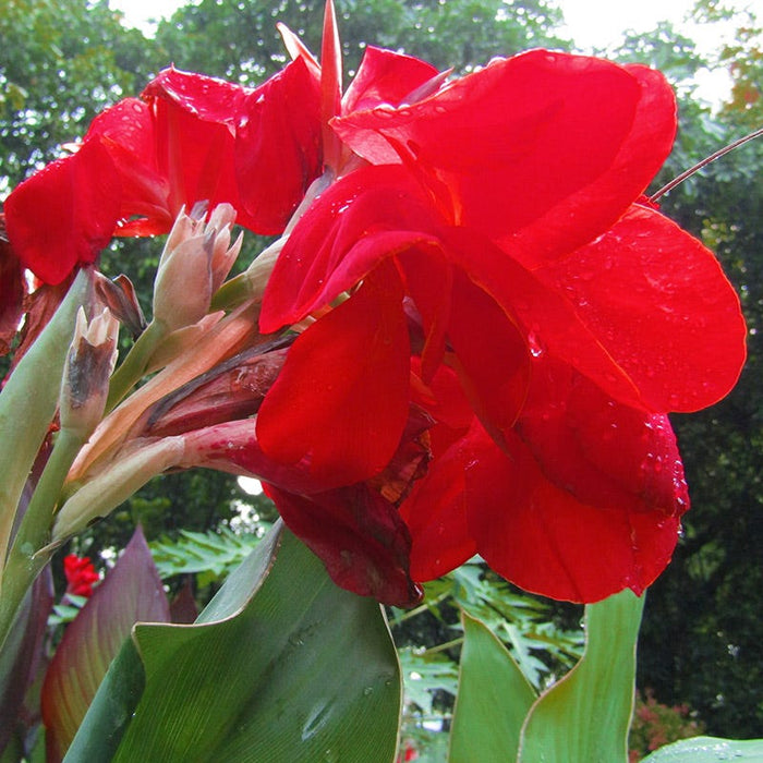Brilliant Canna Collection|Red Dazzler Canna Lily