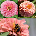 Bubblegum Zinnia Seed Mix|Bubblegum Zinnia Seed Mix