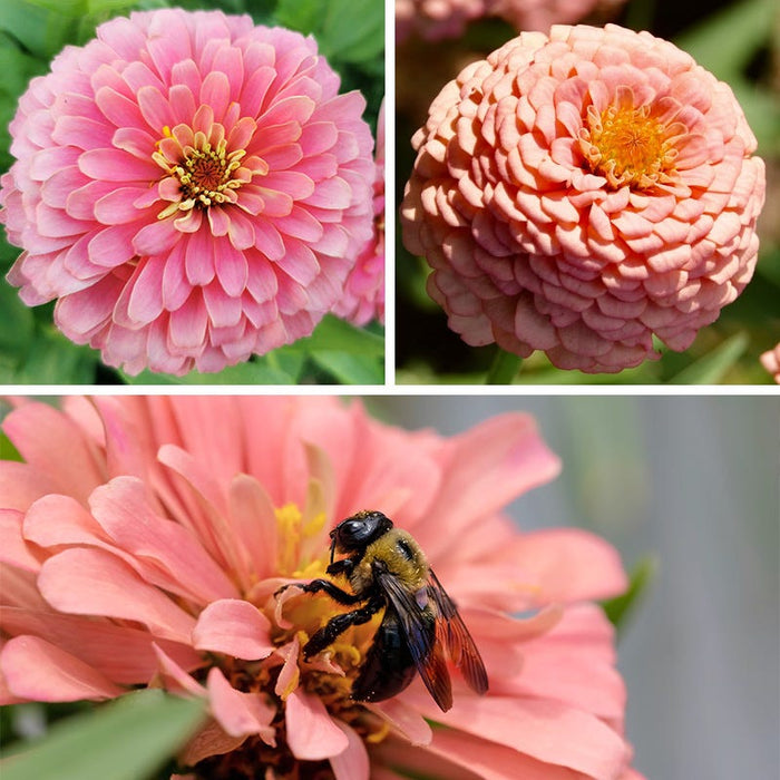 Bubblegum Zinnia Seed Mix|Bubblegum Zinnia Seed Mix