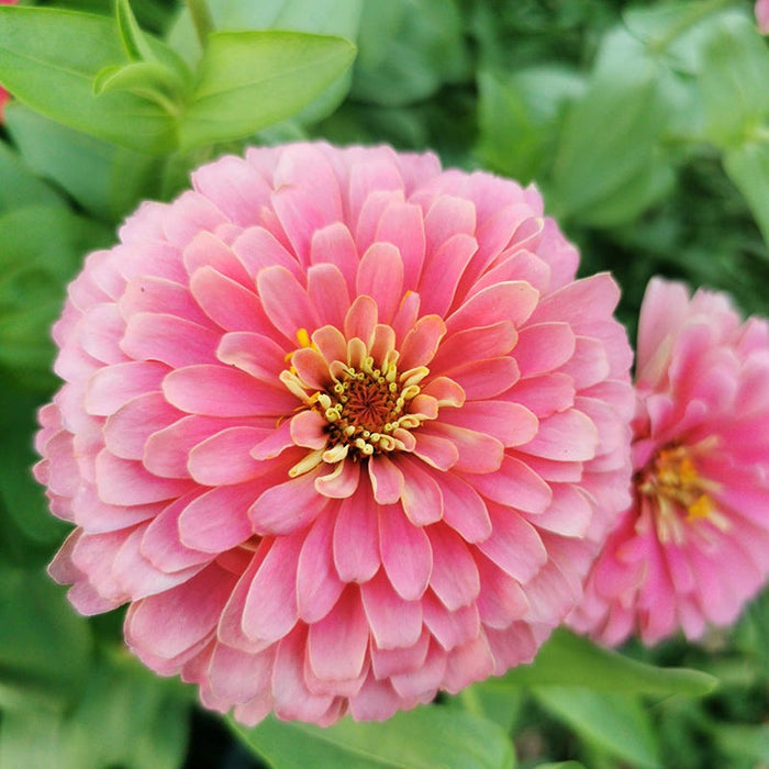 Bubblegum Zinnia Seed Mix|Zinnia Super Yoga Rose