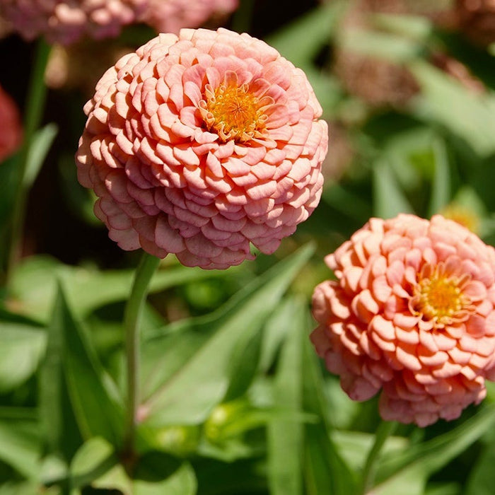 Bubblegum Zinnia Seed Mix|Zinnia Oklahoma Salmon