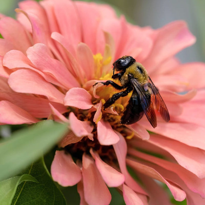 Bubblegum Zinnia Seed Mix|Zinnia Dahlia Flowered Salmon with Pollinator