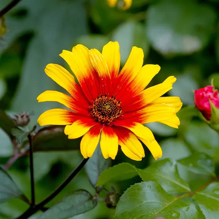 Burning Hearts Heliopsis