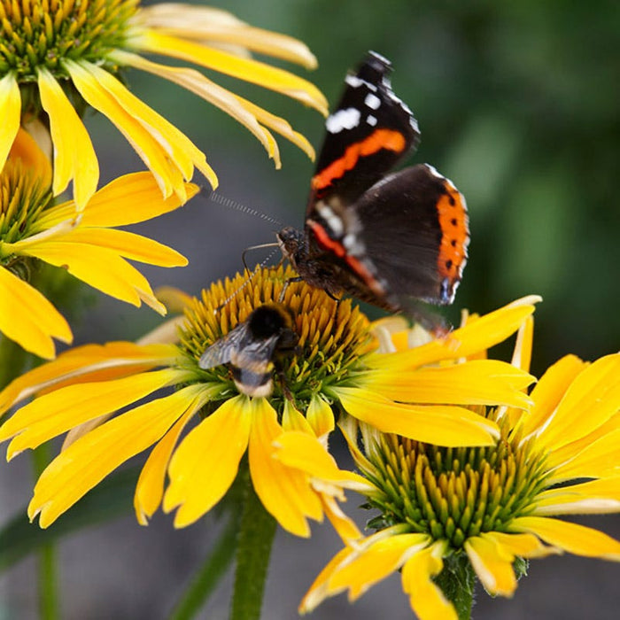 Butterfly™ Golden Skipper Echinacea|Butterfly™ Golden Skipper Echinacea, Echinacea species