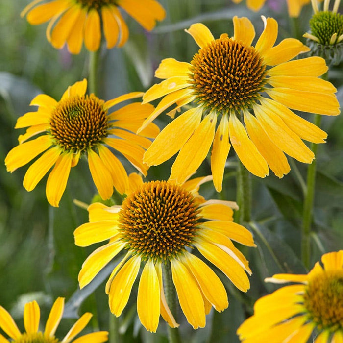 Butterfly™ Golden Skipper Echinacea|Butterfly™ Golden Skipper Echinacea, Echinacea species