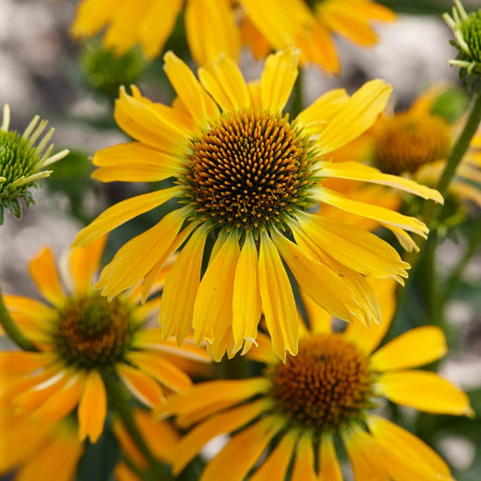 Butterfly™ Golden Skipper Echinacea|Butterfly™ Golden Skipper Echinacea, Echinacea species