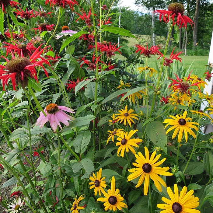 Butterfly & Hummingbird Pre-Planned Garden|Butterfly and Hummingbird Pre-Planned Garden