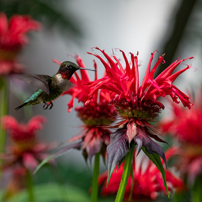 Panorama Red Bee Balm and Hummingbird