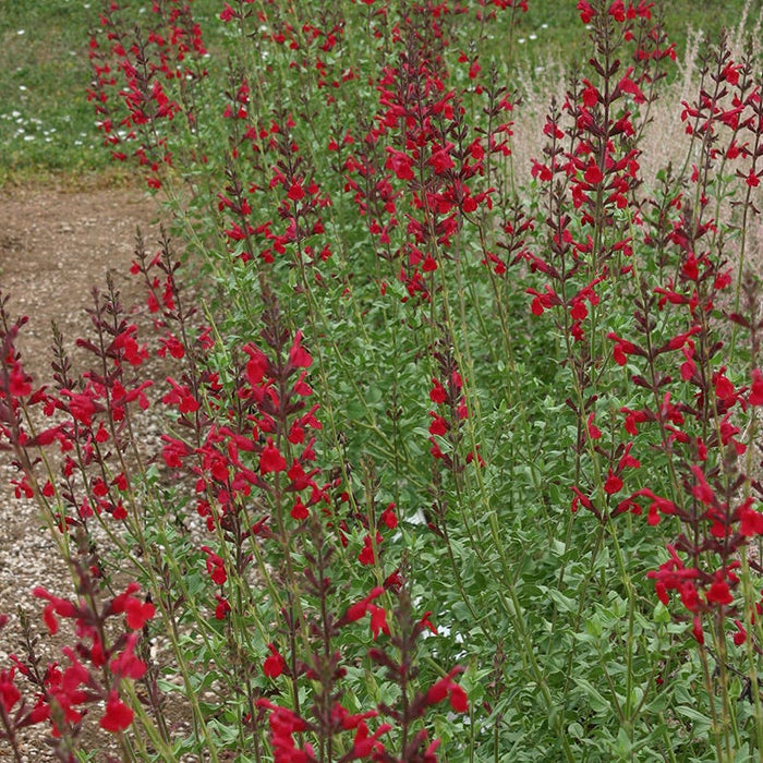 Windwalker™ Royal Red Sage
