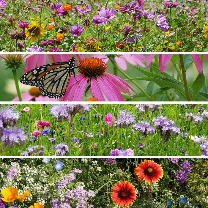 Buzz & Flutter Pollinator Wildflower Seed Collection|Buzz & Flutter Pollinator Wildflower Seed Collection