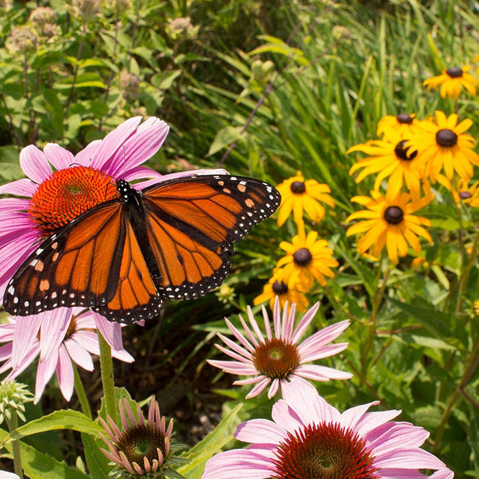 Buzz & Flutter Pollinator Wildflower Seed Collection|Purple Coneflower with Black Eyed Susan and Butterfly