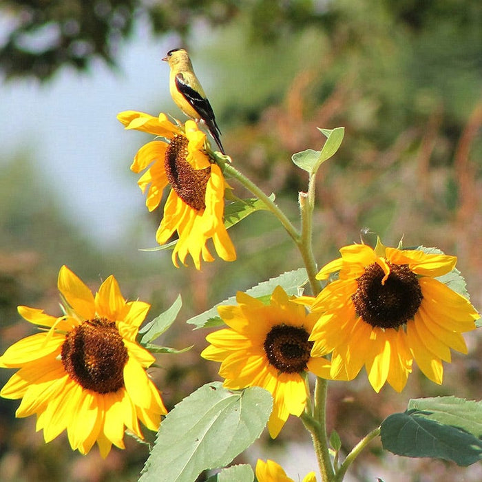 Buzz & Flutter Pollinator Wildflower Seed Collection|Sunflowers with Gold Finch, Photo courtesy of Nancy Rakich