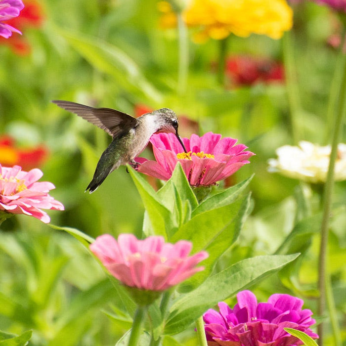 Buzz & Flutter Pollinator Wildflower Seed Collection|Zinnia wildflowers with hummingbird