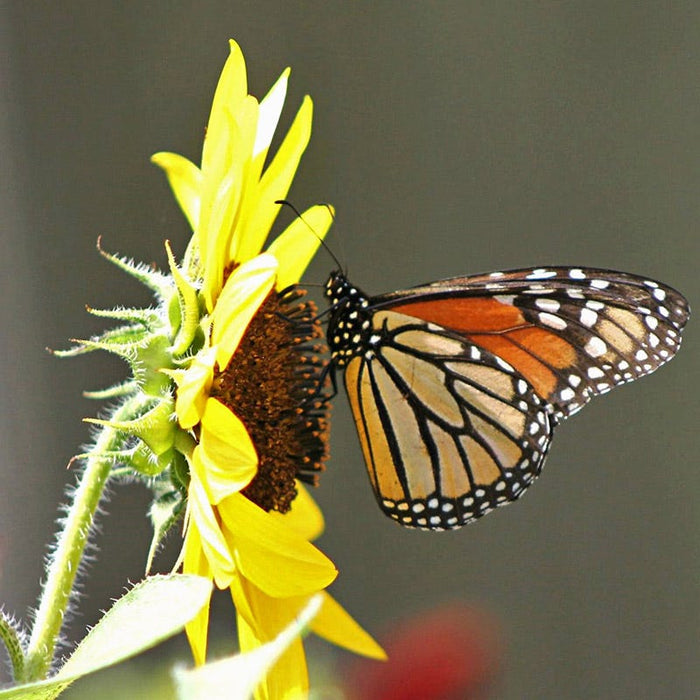 Buzz & Flutter Pollinator Wildflower Seed Collection|Monarch with Sunflower, photo by Nancy Rakich