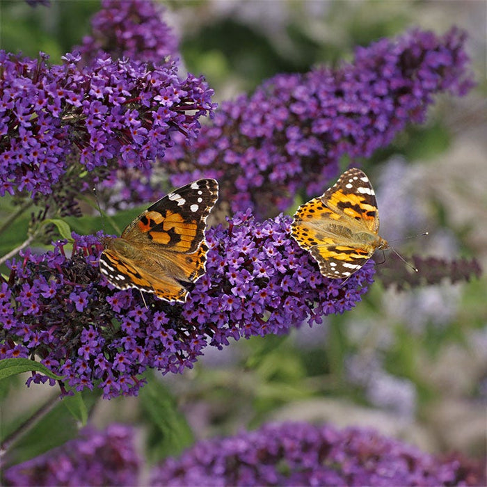 Buzz® Midnight Butterfly Bush|Buzz® Midnight Butterfly Bush