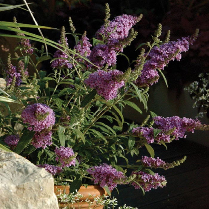 Buzz® Midnight Butterfly Bush|Buzz® Midnight Butterfly Bush