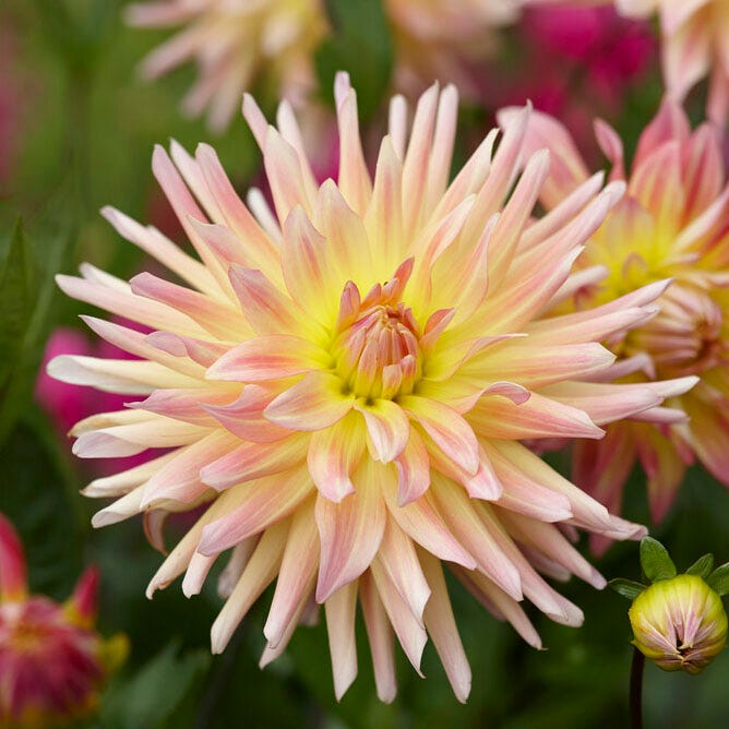 Cabana Banana Cactus Dahlia|Cabana Banana Cactus Dahlia flower close up