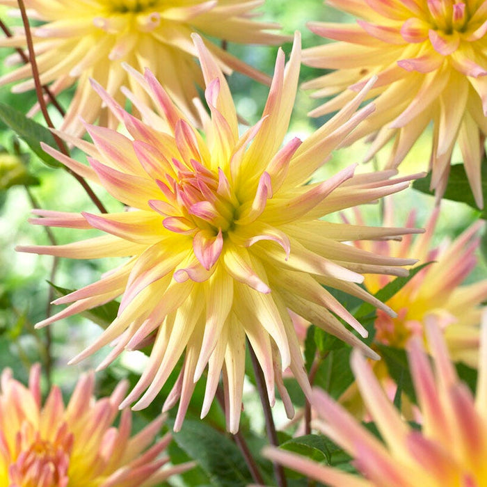 Cabana Banana Cactus Dahlia|Cabana Banana Cactus Dahlia flower close up