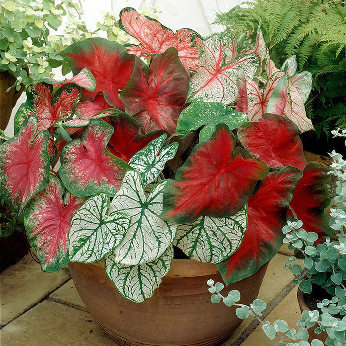 Caladium Mix|Caladium Bulbs Mix, Caladium, Fancy Leaf Caladium
