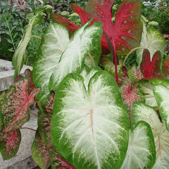 Caladium Mix|Caladium Bulbs Mix, Caladium, Fancy Leaf Caladium