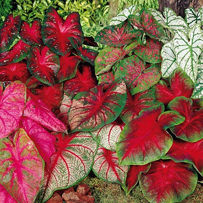 Caladium Mix|Caladium Bulbs Mix, Caladium, Fancy Leaf Caladium