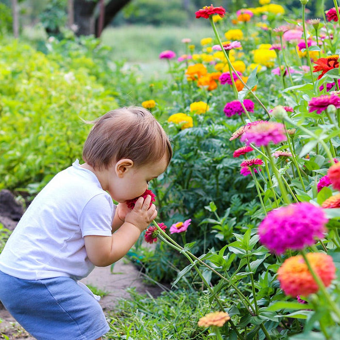 California Giants Zinnia Seeds|California Giants Zinnia Seeds