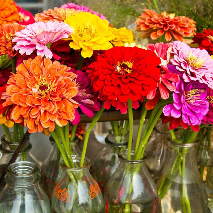California Giants Zinnia Seeds|California Giants Zinnia Seeds