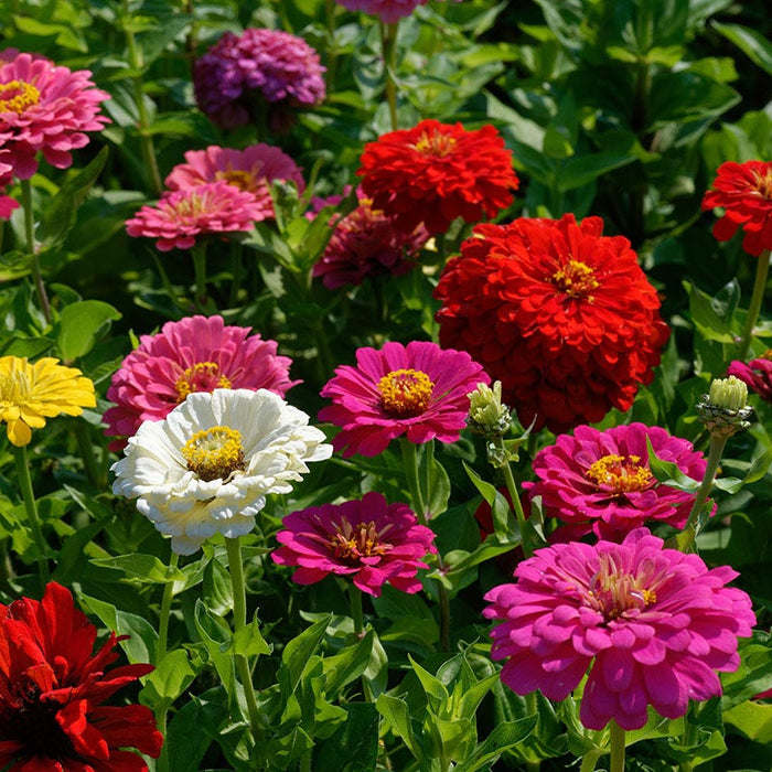 California Giants Zinnia Seeds|California Giants Zinnia Seeds