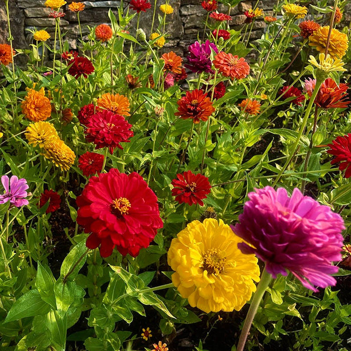 California Giants Zinnia Seeds|California Giants Zinnia Seeds